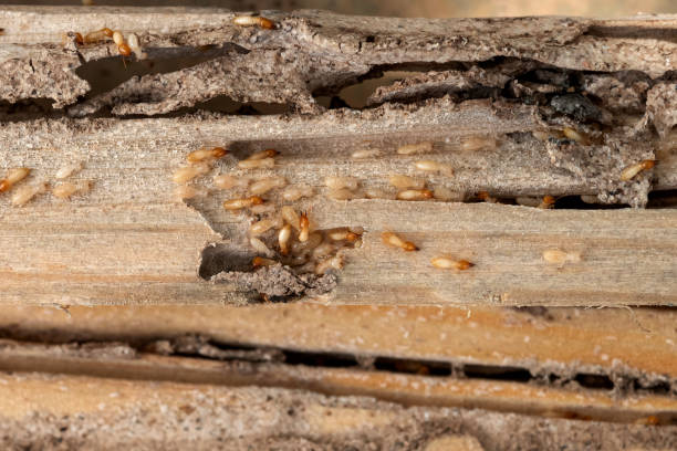 Best Exterminator Services  in West End Cobb Town, AL