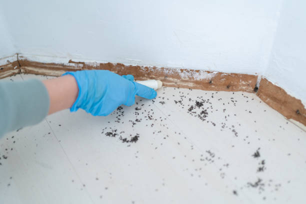 Best Pest Prevention Services  in West End Cobb Town, AL